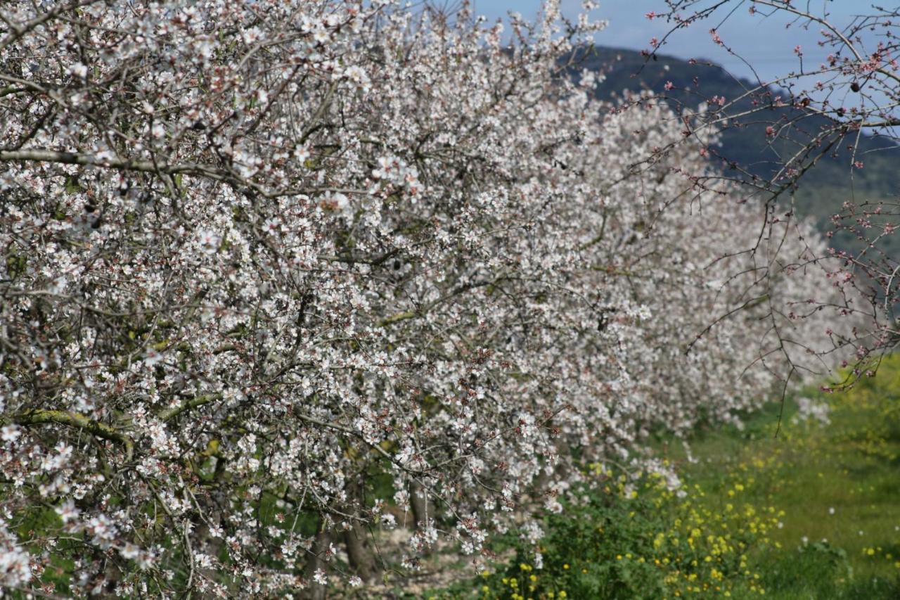 184 Finca Estret Etv3644 By Mallorca Charme Santa Margalida Εξωτερικό φωτογραφία